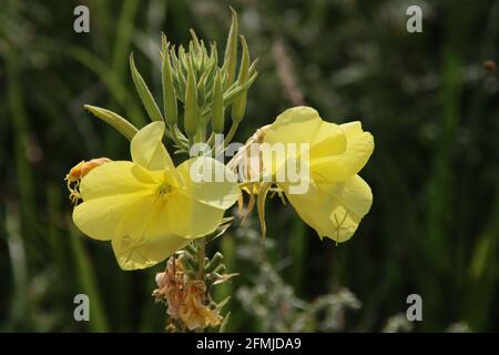 Orchidee selvatiche gialle in un campo con fiori naturali in Paesi Bassi Foto Stock