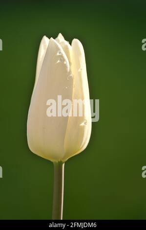 Bellissimo profilo closeup vista verticale di una molla bianco fiore tulipano non aperto su sfondo verde scuro nel giardino di Dublino, Irlanda Foto Stock