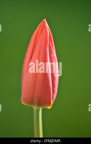 Bellissimo profilo closeup vista orizzontale di una singola primavera rosso tulipano fiore inaperto su sfondo verde nel giardino di Dublino, Irlanda. Messa a fuoco morbida Foto Stock
