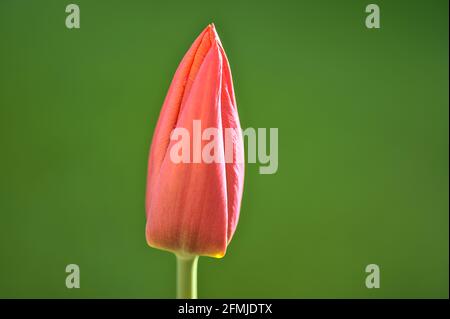 Bellissimo profilo closeup vista verticale di una molla rosso fiore tulipano non aperto su sfondo verde nel giardino di Dublino, Irlanda. Messa a fuoco morbida Foto Stock