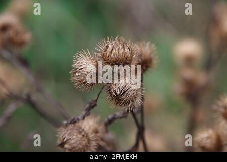 Bosklit o il nemorosum di Arctium nella foresta di Parco Hitland in Nieuwerkerk Foto Stock