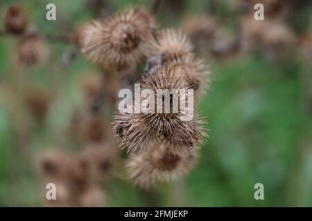 Bosklit o il nemorosum di Arctium nella foresta di Parco Hitland in Nieuwerkerk Foto Stock