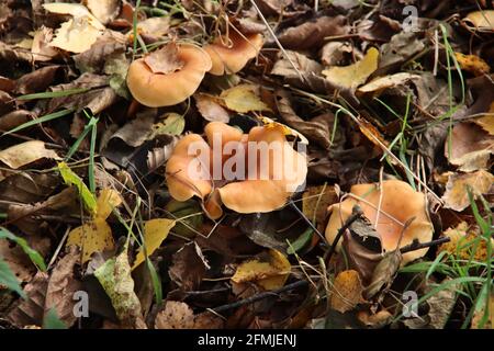 Meripilus giganteus è un fungo dei pori della famiglia Meripilaceae nel giardino botanico Foto Stock
