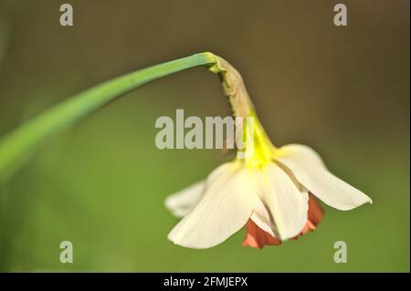 Bella macro profilo vista di singolo fiore daffodil primavera (Narcissus) in bianco e arancione colori a Marlay Park, Dublino, Irlanda. Messa a fuoco morbida Foto Stock