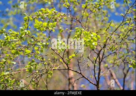 Bella vista closeup luminoso di giovane betulla albero molle foglie verde chiaro contro il cielo, Ballinteer, Dublino, Irlanda. Messa a fuoco morbida e selettiva Foto Stock