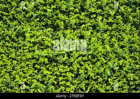 Bella uniforme piantando sfondo di bosso comune (Buxus sempervirens) recinzione siepe, Dublino, Irlanda. Sfondo verde della pianta. Alta risoluzione Foto Stock