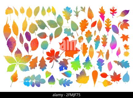 Set di foglie colorate di alberi. Illustrazione vettoriale Illustrazione Vettoriale