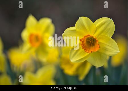 Bella vista a terra closeup di una singola primavera giallo daffodil (Narcissus) fiore con corona arancione a Marlay Park, Dublino, Irlanda. Messa a fuoco morbida Foto Stock