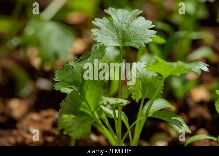 piante di coriandolo in crescita fresche Foto Stock