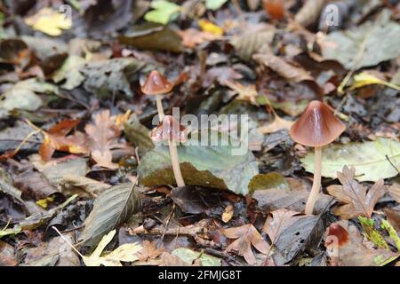 Fungo Pluteus podospileo in un giardino botanico di Capelle Foto Stock