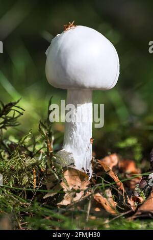 Distruggendo Angel Amanita virosa fungo che cresce in un ampio bosco Foto Stock