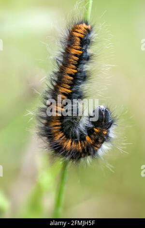 Fox Moth caterpillar Macrotylacia rubi nelle Highlands della Scozia Foto Stock