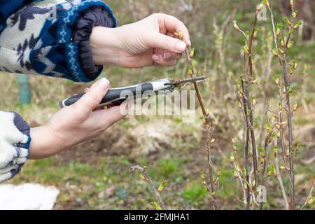 rifilare i cespugli di rosa con i secateurs all'inizio della primavera Foto Stock