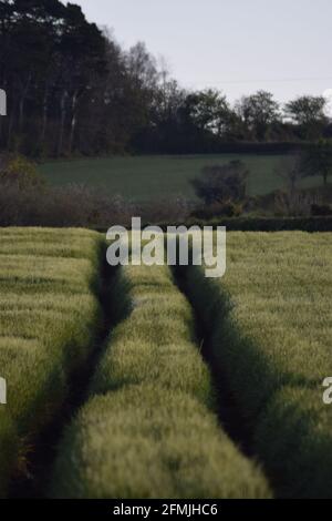 Orzo campo in mattina Sole ritratto Foto Stock