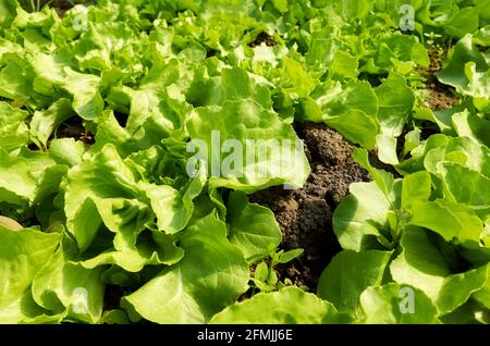 Primo piano immagine di piantagione di lattuga biologica, fuoco selettivo. Foto Stock