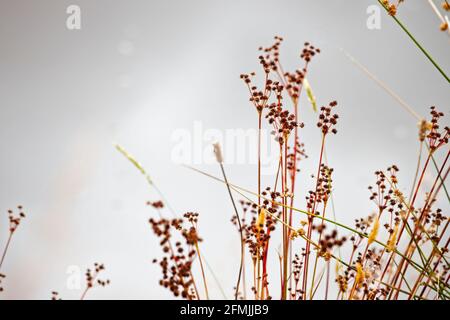 Teste di seme di pianta di Rush in estate. Foto Stock