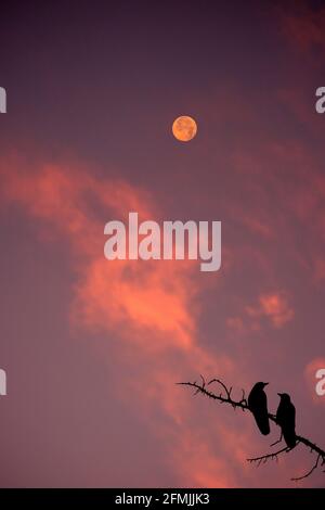 Luce luna piena Foto Stock