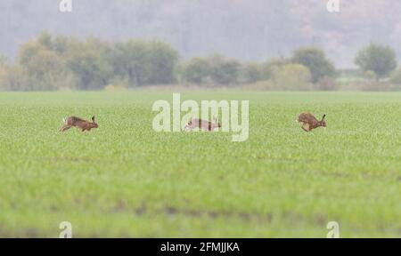 Lepri che attraversano un campo coltivabile - Scozia, Regno Unito Foto Stock