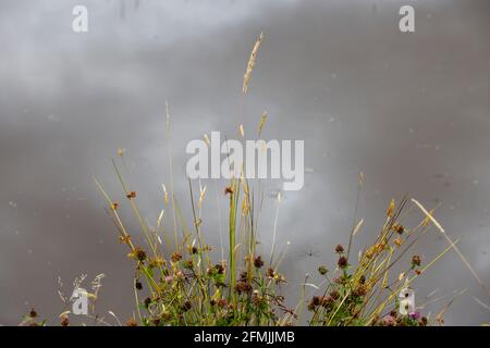 Erbe estive accanto a uno stagno con il cielo riflesso in acqua sullo sfondo. Foto Stock