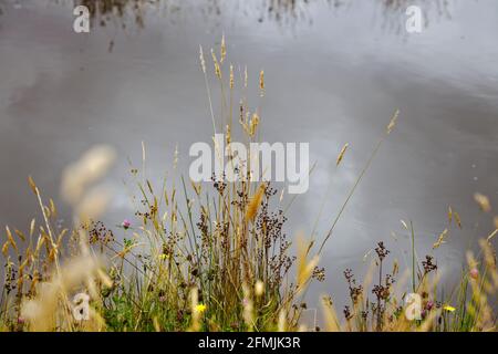 Erbe estive con teste di fiori accanto ad un laghetto con riflessi del cielo sullo sfondo. Foto Stock