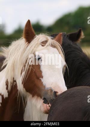 Due pony si sposano reciprocamente in un paddock. Foto Stock
