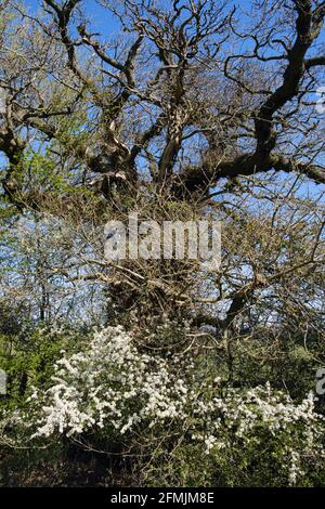 Spina nera in fiore e quercia, vicino a tutto Stretton, Shropshire Foto Stock