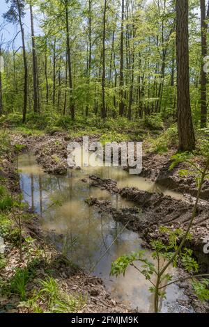 tracce profonde nella foresta - terreno condensato, degradato e pesantemente danneggiato da pesanti raccoglitrici industriali Foto Stock