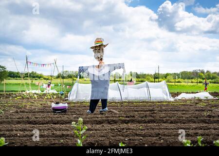 Uno scarrecrow con un cappello di paglia blu e una T-shirt a righe si trova in una toppa vegetale appena seminato con un arrabbiato faccia scrowling Foto Stock