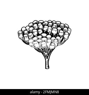 Mazzetto di bacche, estratto a mano, isolato su bianco. Illustrazione vettoriale nello stile di schizzo Illustrazione Vettoriale
