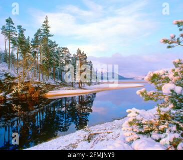 Regno Unito, Scozia, Highlands, Loch Laggan, scena invernale, alba, Foto Stock