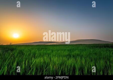 Bellissimo il paesaggio del deserto vista in Dammam in Arabia Saudita Foto Stock