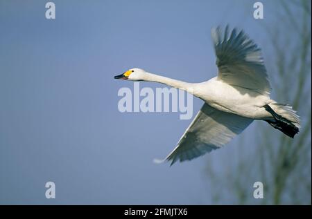 Bewick's Swan - in volo columbianus bewickii Slimbridge Gloucester, Regno Unito BI002278 Foto Stock