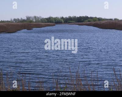 Una delle lagune circondate da letti di canna Newport Wetlands Riserva naturale Nash Gwent Galles del Sud Regno Unito riserva naturale che copre Parti di Uskmouth Nash Foto Stock