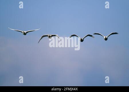 Bewick's Swan - in volo columbianus bewickii Slimbridge Gloucester, Regno Unito BI006155 Foto Stock