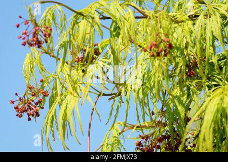 I fiori sono piccoli e rossi nelle foglie di primavera strette E sertato verde pianto acero giapponese Acer palmatum dissectum viridis Foto Stock