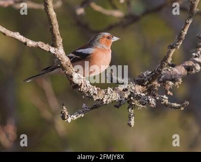 COMUNE CHAFFINCH Fringilla coelebs in giardino albero Foto Stock