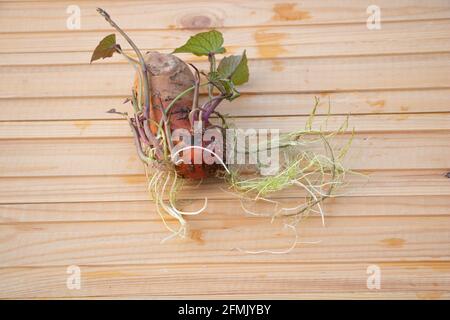 Patata dolce con nuove radici e foglie su sfondo di legno. Crescere come un concetto di pianta decorativa. Foto Stock