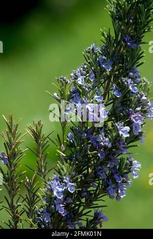 Punta blu Rosmarinus Sissinghurst Rosmarino fiore blu Rosmarinus officinalis pianta Foto Stock