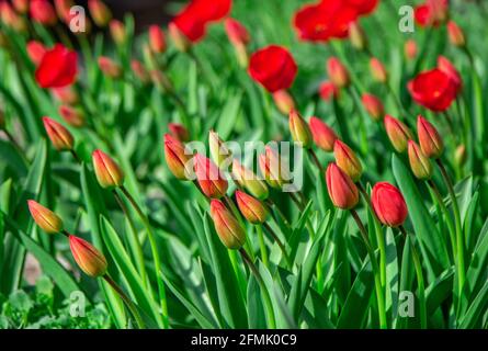 Belle gemme di tulipano rosso e fiori, che crescono in un giardino. Primavera fiorente natura. Foto Stock