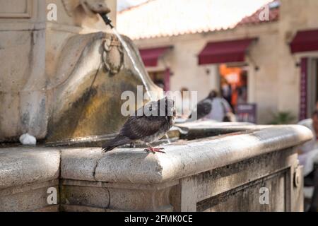 Un piccione seduto e riposato su una fontana di fronte alla città vecchia di Dubrovnik, Croazia, Dalmazia in una giornata di sole in estate Foto Stock