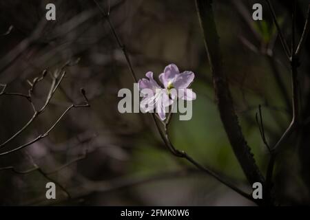 cespuglio di chiocciole di fiori rosa con foglie verdi in primavera Foto Stock