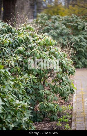 Arbusto con foglie verdi e gemme nel parco accanto a un sentiero lastricato. Foto Stock