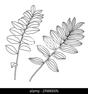 Disegno lineare di due foglie di Kupena, noto anche come Solomons Seal Plant, isolate su sfondo bianco. Illustrazione vettoriale, elemento di disegno per biglietti, inviti, striscioni, stampe in stile line art. Illustrazione Vettoriale