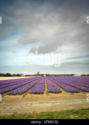 Tulipfields vicino a Lisse nei Paesi Bassi. Foto Stock