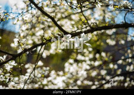 Fiori bianchi di Mokyeon in fiore o kobus magnolia (Magnolia kobus DC. Var. Borealis) con cielo blu luminoso e sfondo di luce solare in primavera. D Foto Stock