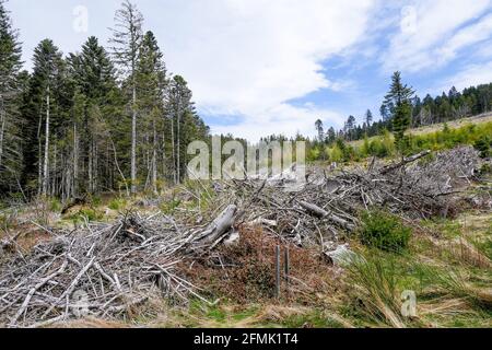 Tracce di Anatole wsindstorm (1999) 22 anni dopo, Pilat massiccio, Loira, AURA, Francia Foto Stock