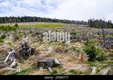 Tracce di Anatole wsindstorm (1999) 22 anni dopo, Pilat massiccio, Loira, AURA, Francia Foto Stock