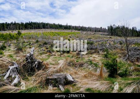 Tracce di Anatole wsindstorm (1999) 22 anni dopo, Pilat massiccio, Loira, AURA, Francia Foto Stock