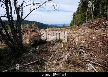 Tracce di Anatole wsindstorm (1999) 22 anni dopo, Pilat massiccio, Loira, AURA, Francia Foto Stock