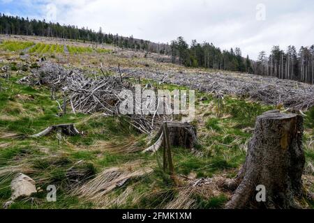 Tracce di Anatole wsindstorm (1999) 22 anni dopo, Pilat massiccio, Loira, AURA, Francia Foto Stock